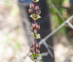 Penstemon murrayanus