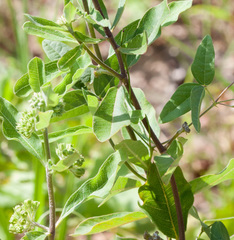 Asclepias tomentosa