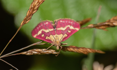 Pyrausta aurata