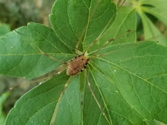 Leiobunum vittatum