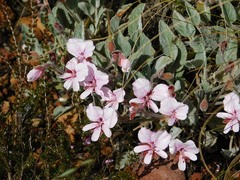 Pelargonium ovale