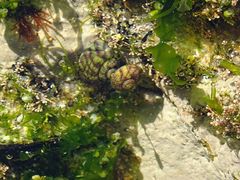 Steromphala umbilicalis