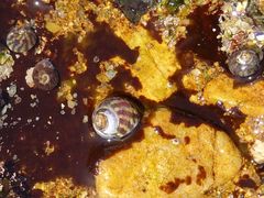 Steromphala umbilicalis