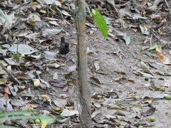 Formicarius moniliger