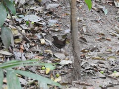 Formicarius moniliger