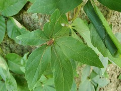 Leiobunum vittatum
