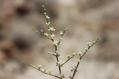 Eriogonum exaltatum