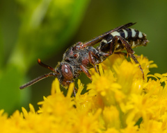 Nomada vicina