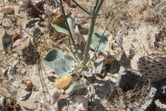 Eriogonum exaltatum