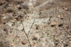 Eriogonum exaltatum