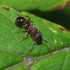 Myrmica punctiventris
