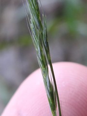 Muhlenbergia frondosa