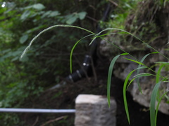 Muhlenbergia frondosa