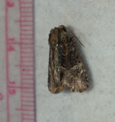 Phosphila turbulenta