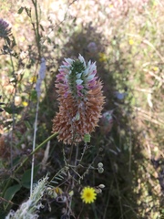 Trifolium vesiculosum
