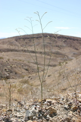 Eriogonum exaltatum