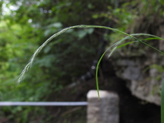 Muhlenbergia frondosa