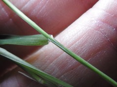 Muhlenbergia frondosa