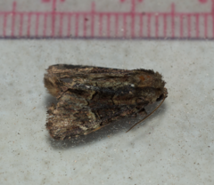 Phosphila turbulenta