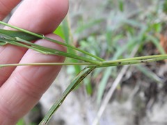 Muhlenbergia frondosa