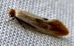 Tinea semifulvella