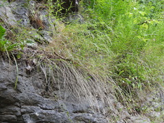 Muhlenbergia frondosa