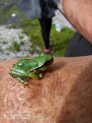 Hyla plicata