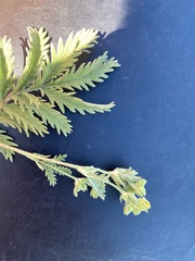 Potentilla pensylvanica