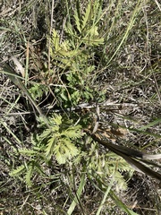 Potentilla pensylvanica