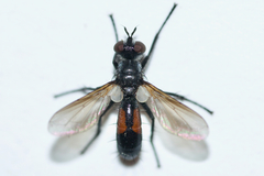 Cylindromyia interrupta