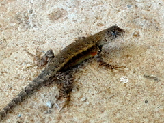 Sceloporus nelsoni