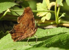 Polygonia comma