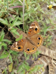 Junonia coenia coenia