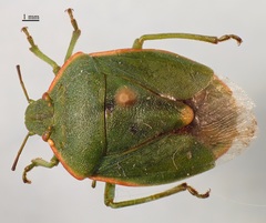 Chlorochroa persimilis