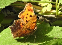 Polygonia comma