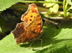 Polygonia comma
