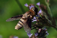 Exoprosopa brevirostris