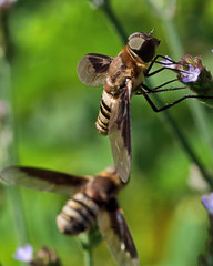 Exoprosopa brevirostris