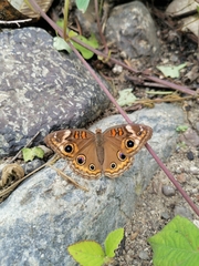 Junonia coenia coenia