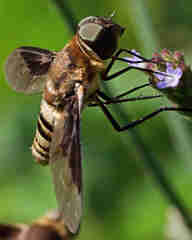 Exoprosopa brevirostris