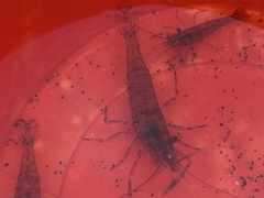 Palaemon elegans