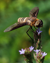 Exoprosopa brevirostris