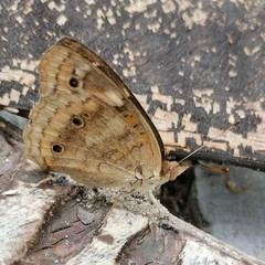 Junonia coenia coenia