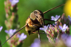 Exoprosopa brevirostris