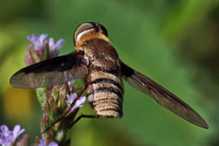 Exoprosopa brevirostris