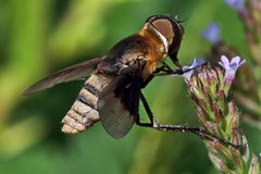 Exoprosopa brevirostris