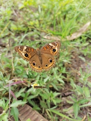Junonia coenia coenia