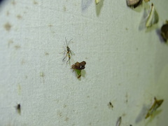 Lycoderides