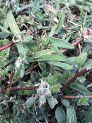 Portulaca amilis