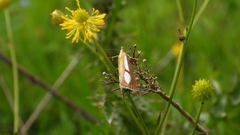 Catoptria conchella